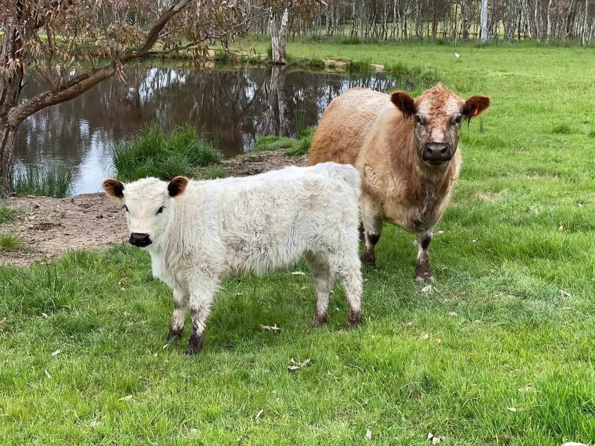 Highlights photo of Tree Trails Hotel Murrindindi near Yea, Victoria