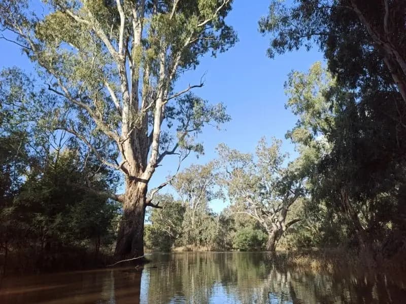 Yea Wetlands boardwalk and landscape