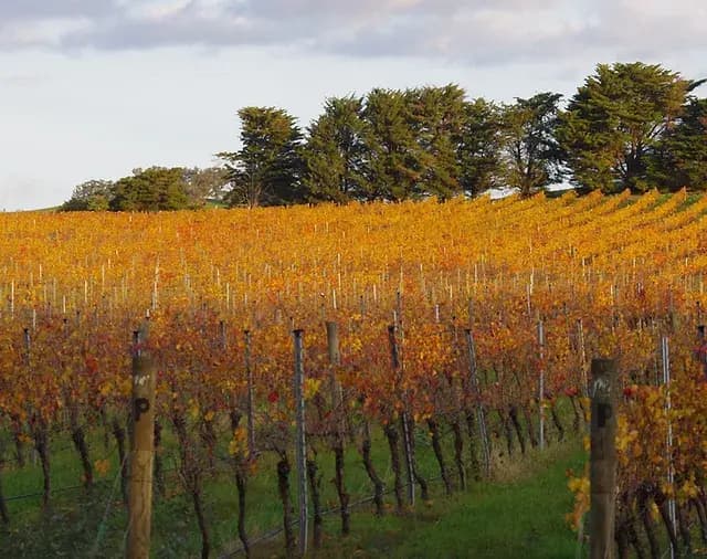 Wineries and vineyard views near Yea, Victoria